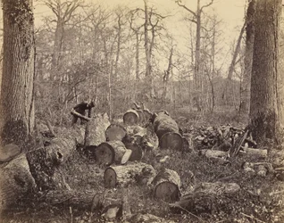 Wald von Fontainebleau